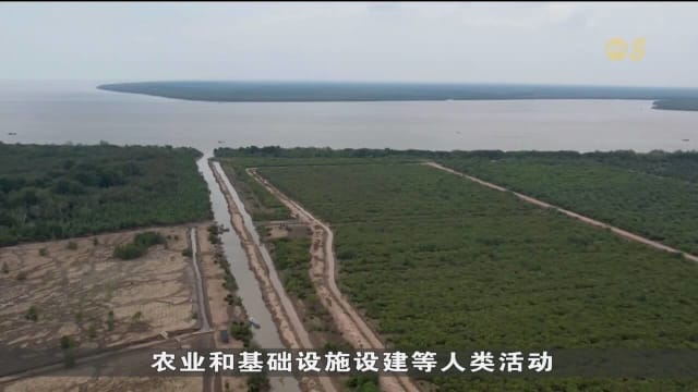 淡马锡基金会：印尼红树林生态修复工作取得良好成果