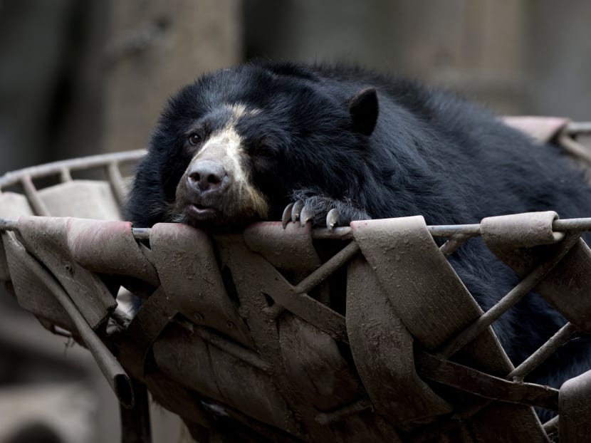 Animals still stuck in cages a year after zoo closure