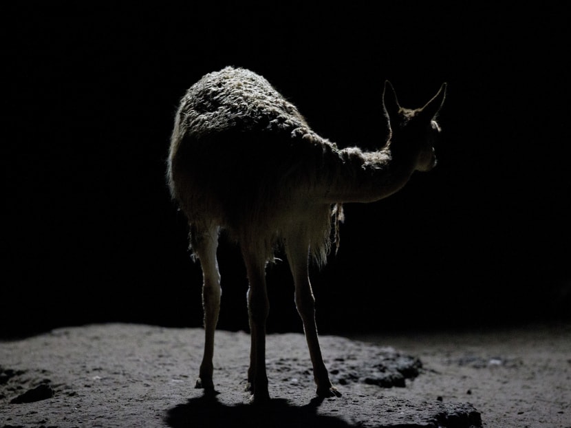 Animals still stuck in cages a year after zoo closure