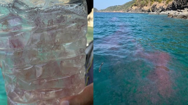普吉岛海域发现毒水母 当局提醒游客提高警惕