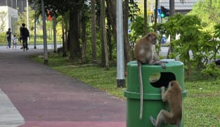 Wild monkeys in Punggol: The actions of one resident can unleash chaos on a whole block, say experts