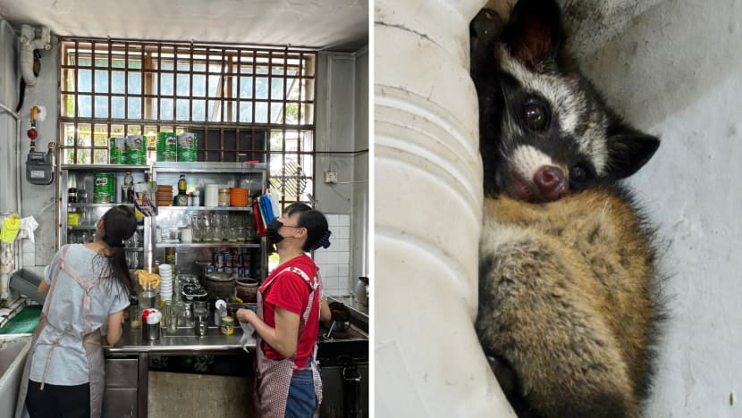 #trending: Netizens gush over rare sighting of 'cute' young civet at Queenstown coffee shop