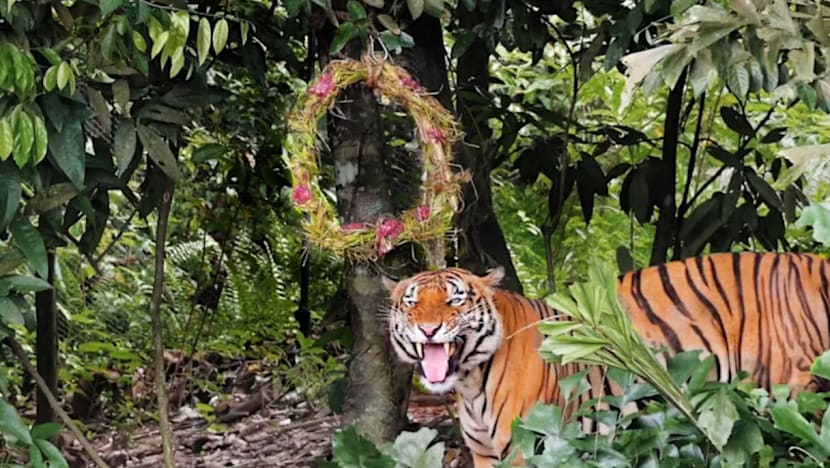 Harimau, beruang matahari ikut serta dalam sambutan Krismas di Mandai Wildlife Reserve