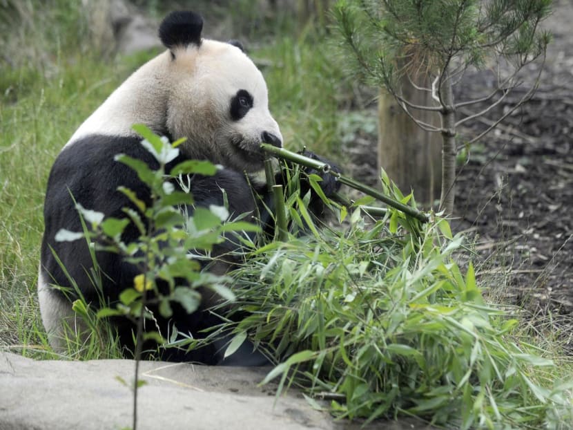 Yang Guang (Sunshine), a giant male panda, chews on bamboo on his ninth birthday, his first on Scottish soil, at Edinburgh Zoo, on Aug 14, 2012 in Edinburgh. 