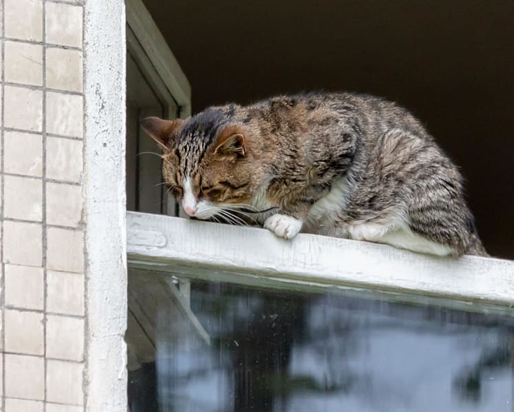 NParks takes action against pet owners in 21 cases of cats, dogs falling from height