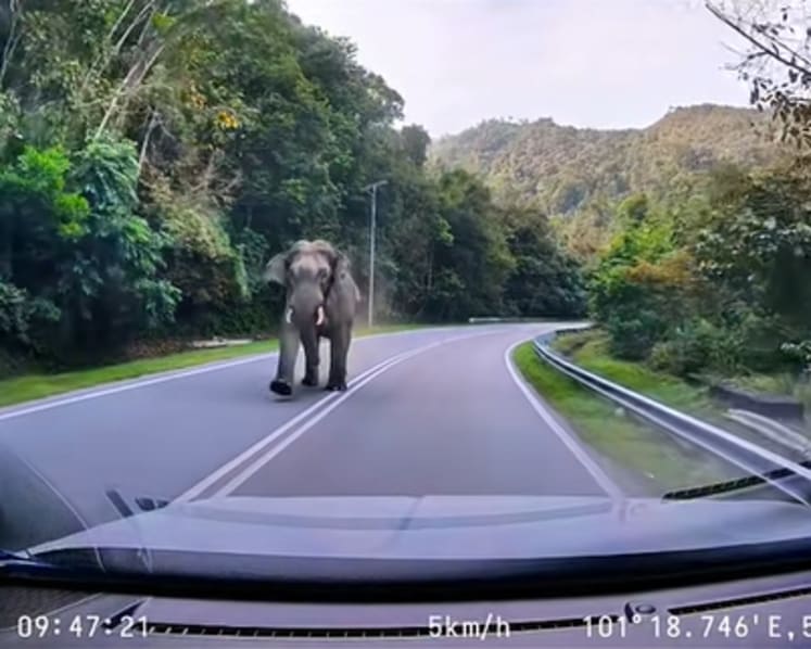 Wild elephant charges at motorists along East-West Highway in Malaysia