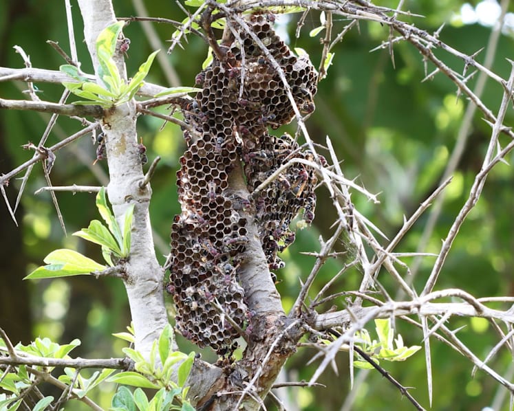 Insect stings and bites: How deadly are they and when to seek medical attention