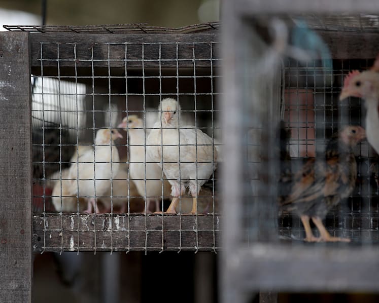 Quail egg producer’s land loss: A matter of economics or a blow to family-run farms?