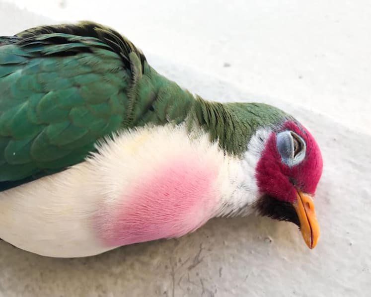 School tries to keep buildings from ‘killing’ birds, NParks to release design guidelines next year
