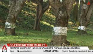Taskforce launched in Tampines Changkat to manage cicada population 