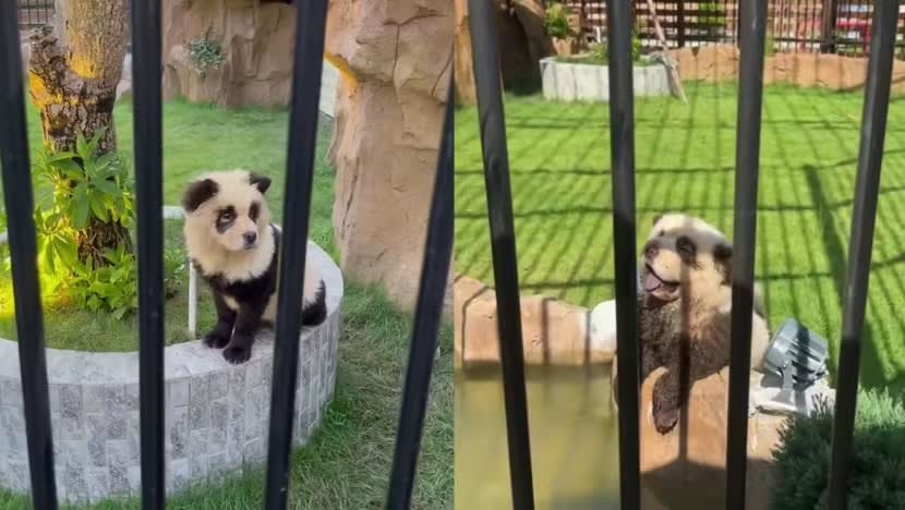 Warganet China selar langkah taman haiwan Guangdong guna anjing 'menyamar' sebagai panda