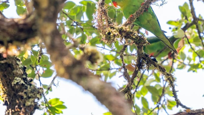 Indonesian parrot, seen once in a century, reappears in mountain forest