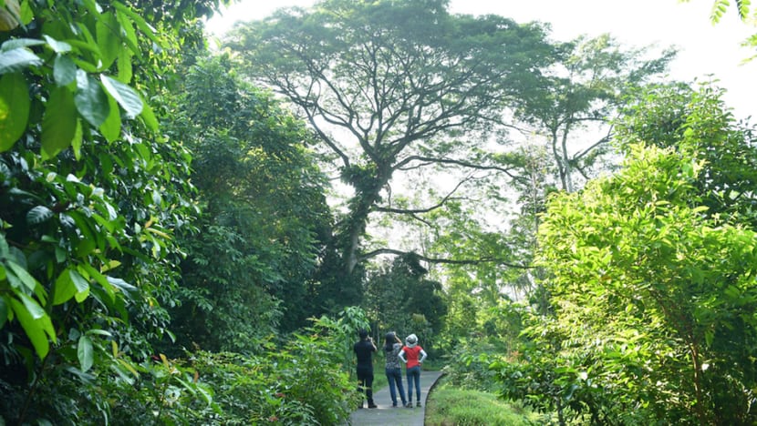 Stronger winds may bring breezier days to Singapore, but also danger from falling trees Stronger winds may bring breezier days to Singapore, but also danger from falling trees