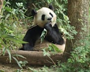 China sends two giant pandas to US