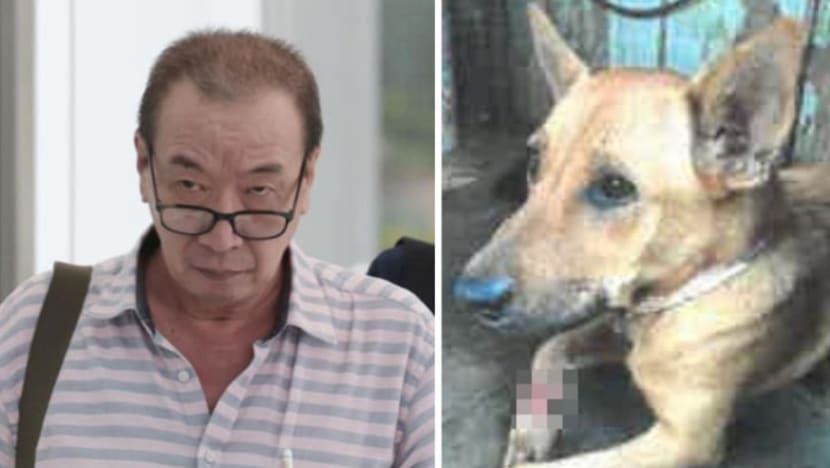 Man fined after failing to send Pulau Ubin dog with maggot-infested wound to vet for treatment