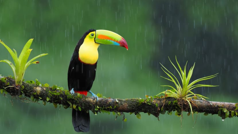 bird