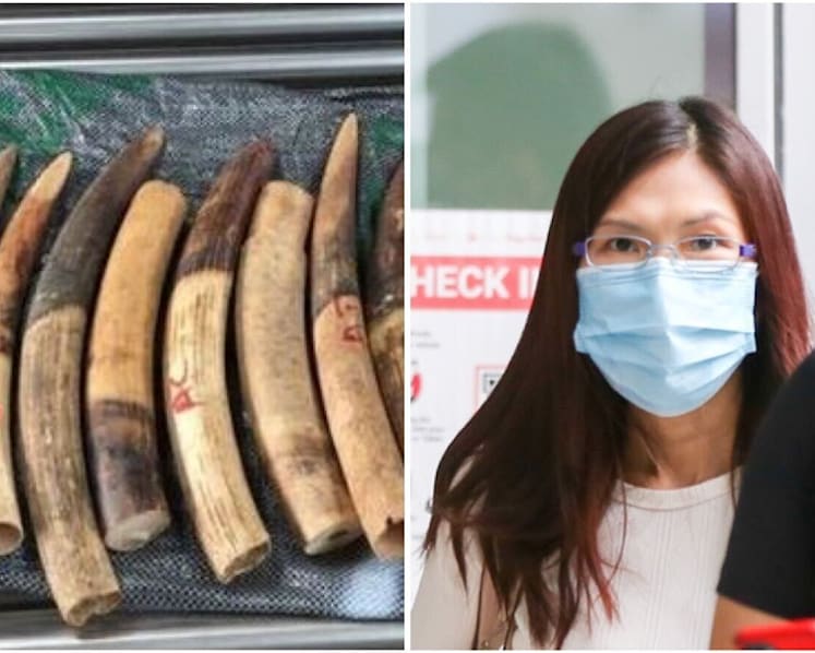 Trading firm director convicted of illegally importing 1,787 elephant tusks into Singapore