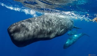 Underwater robot tracks sperm whale conversations in real time