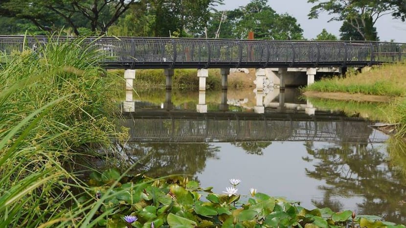Student gets probation for hitting NParks officer when caught fishing illegally at Sungei Buloh
