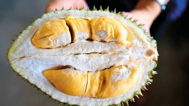 中国榴梿将首度收成 分析师：恐将回销东南亚