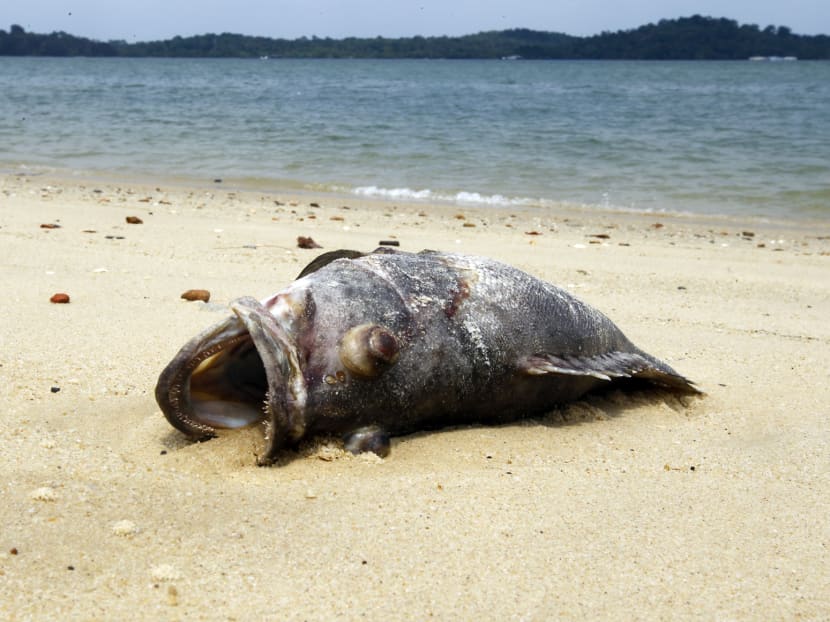 Farmers losing S$15,000 to S$300,000 as mass fish deaths look set to continue