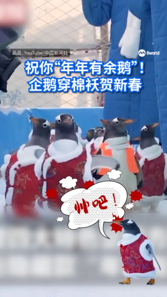 CHINAPENGUINS_PH130226.00_00_03_08.Still002