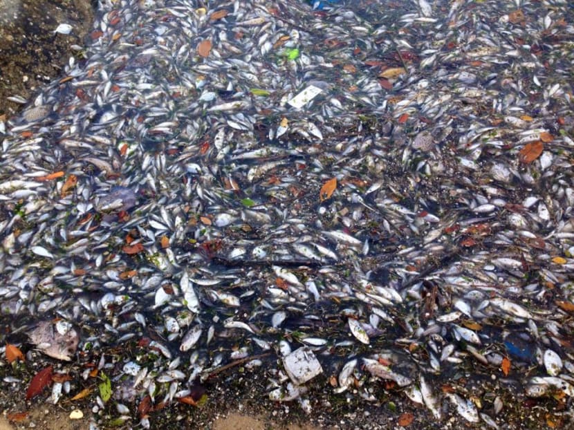 Piles of dead fish at Pasir Ris beach