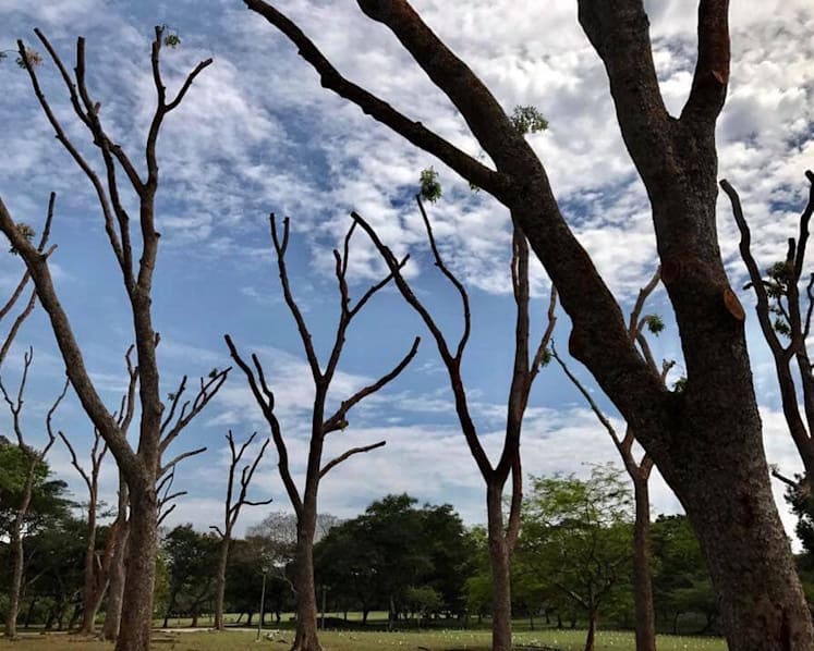 Adopt safer tree-pruning methods