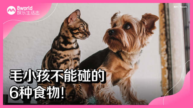 毛小孩不能碰的6种食物！