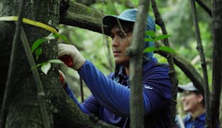 Saving Our Green Lungs - Lost Mangroves