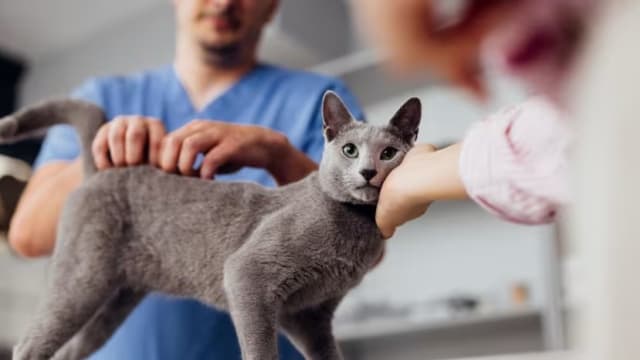 猫只管理框架满一年 逾4万只宠物猫完成注册