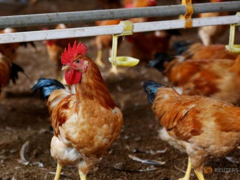 Commentary: Singapore loves eggs but can we make production friendlier for hens? Commentary: Singapore loves eggs but can we make production friendlier for hens?
