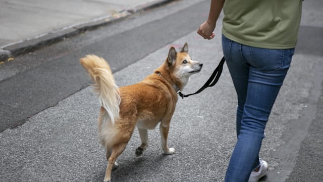 Fart walk爆红：年轻人连养生都要边走边放屁