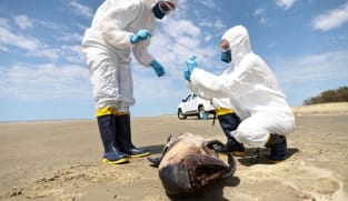 Commentary: Which infectious disease is likely to be the biggest emerging problem in 2025?