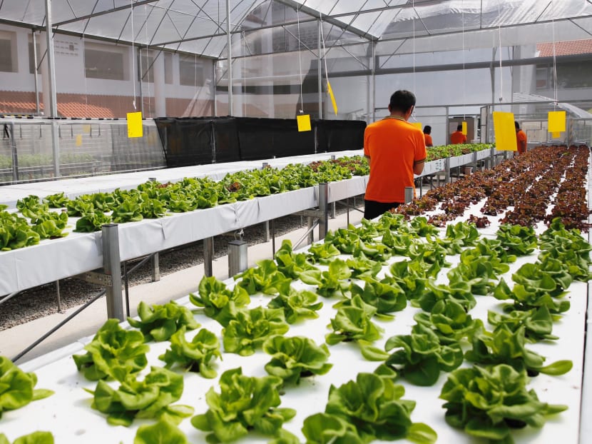 The hydroponic garden maintained by long-stay patients of the IMH.
