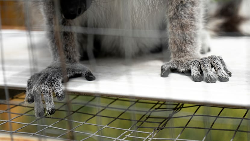 சிங்கப்பூரில் வனவிலங்குக் கடத்தல் கும்பல் இல்லை