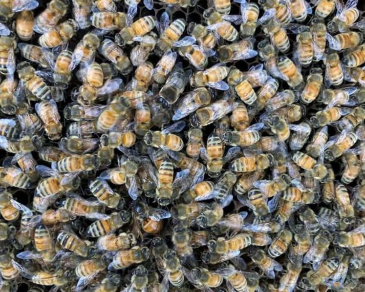 Worker bees build a 'royal palace' for the honeybee queen