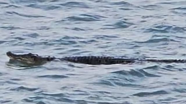 继圣淘沙升涛湾海域后 滨海南码头也惊现鳄鱼踪迹