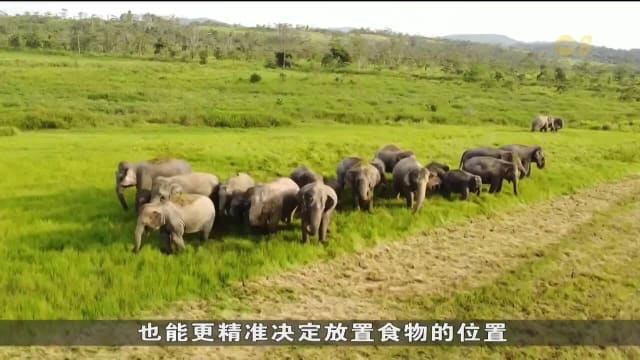 马国野象频闯农田住宅区 和平共存或是解决之道