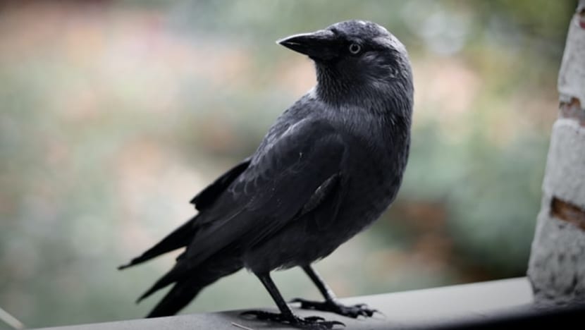 Ex-auxiliary police officer jailed for culling crows with shotgun without safety officer present