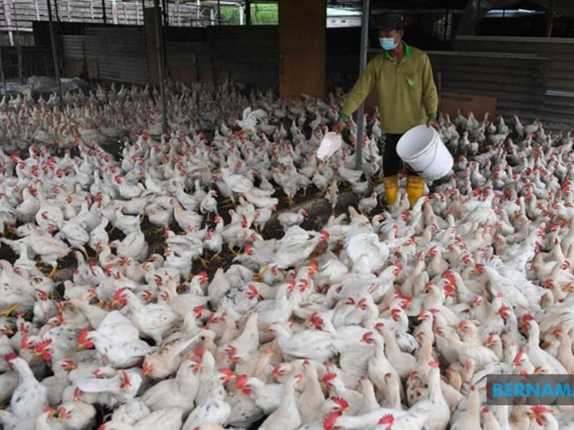 Malaysia&rsquo;s agriculture ministry to expedite subsidy payments to chicken breeders to ensure domestic supply  