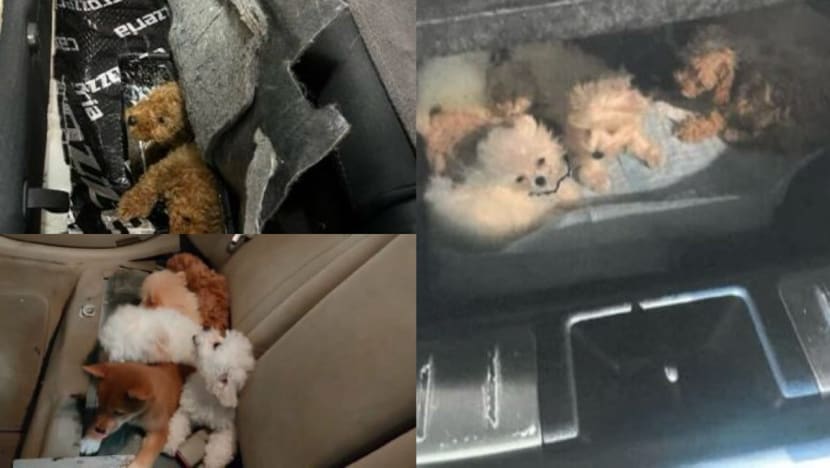 Puppies, arowanas and axolotls: Over 30 cases of animal smuggling in 2023 Puppies, arowanas and axolotls: Over 30 cases of animal smuggling in 2023