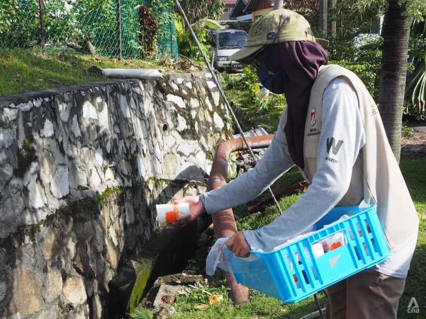 ‘They are my friends’: In Malaysia, Wolbachia mosquitoes fight their dengue-carrying counterparts