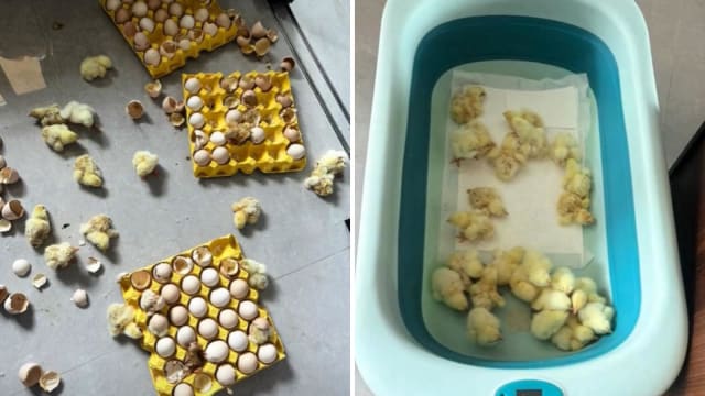 中国女子外出两天 回家惊见鸡蛋孵成满屋小鸡