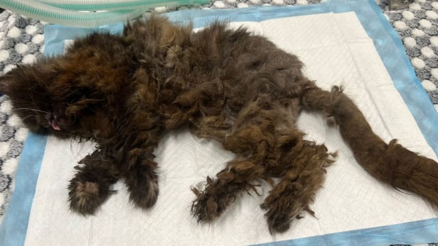义顺“老猫”被囚阳台笼中 获救后不幸去世