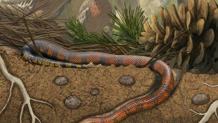 Dinosaur-era fossil provides insight into snake evolution