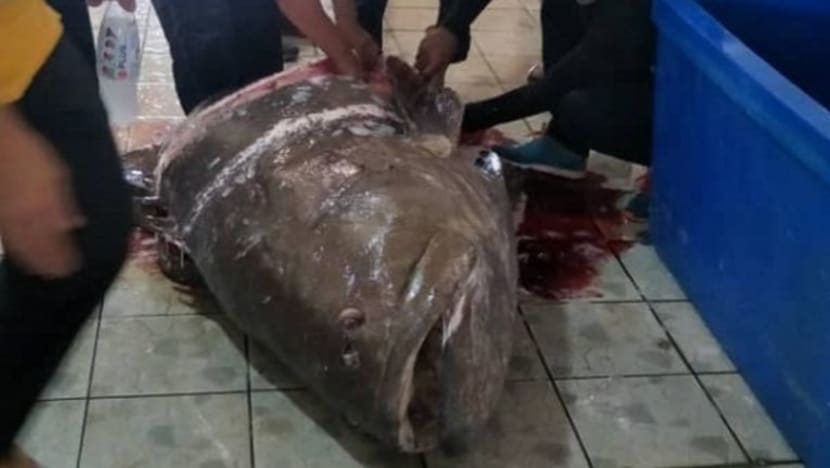 Nelayan tangkap ikan kerapu 241kg!