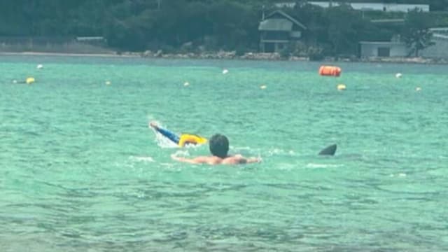 日海豚“性侵”泳客伤18人 专家：正在发情
