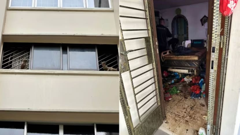 NParks selamatkan 12 kucing peliharaan dari flat usang di Bedok susuli aduan kes pengabaian