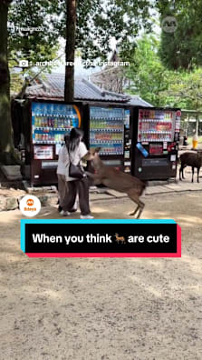 Oh deer… 🫢 #8dayssg #8dayssgtrending #naradeer #kyoto #sgfyp 